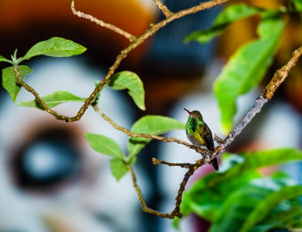 2025-LA TERRAZA GUEST HOUSE-AVES-LISTAS-04