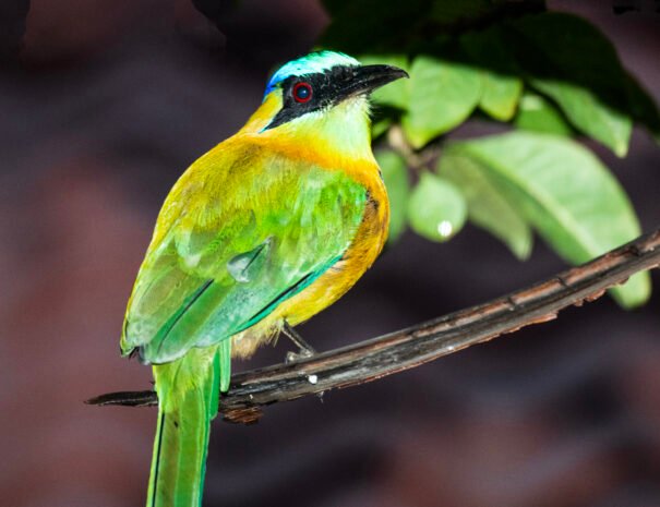 2025-LA TERRAZA GUEST HOUSE-AVES-LISTAS-08